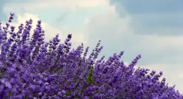 Na Lawendowej Fali w Ustroniu Morskim. Rodzinny piknik