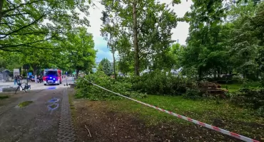 W Parku Nadmorskim złamało się drzewo. Spadło na wejście na deptak