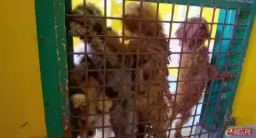 Bezwzględne więzienie za pseudohodowlę. Zapadł wyrok w głośnej sprawie z Kołobrzegu