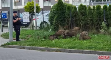 Jeszcze kilka dni temu rozrabiały przed kamerą. Stadko małych dzików czeka smutny finał