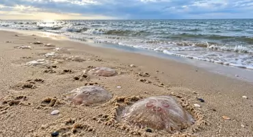 Setki meduz na plaży. Bałtyk daje znać, że lato dobiega końca