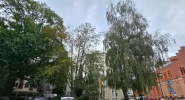 Usuną drzewo przy Urzędzie Miasta. Ekspertyza wykazała, że może się przewrócić