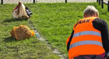 Tysiące krokusów wokół latarni morskiej. Efekt zobaczymy wiosną